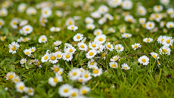 White Chamomile Flowers Green Grass Field Blur Background Flowers HD wallpaper