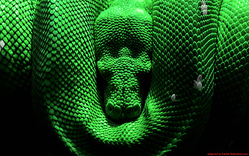 sleeping snake, snake, nature, green, sleep HD wallpaper