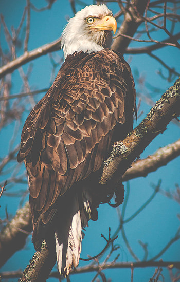 Beak, Animals, Bird, Branch, Predator, Eagle HD phone wallpaper