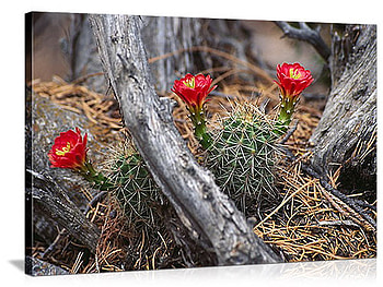 cactus bloom, wood, bloom, cactus, red HD wallpaper