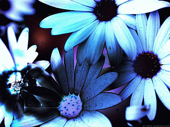 3d daisy, 3d, art, daisy, flower HD wallpaper