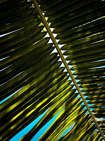 Leaves, Macro, Palm, Branch HD phone wallpaper