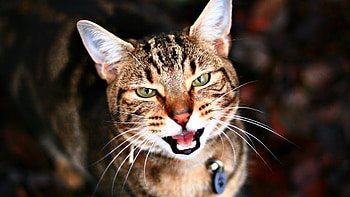Animals, Cats HD wallpaper