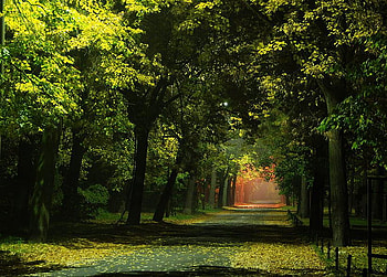 Where?, golden light, path, branches, trees, forest HD wallpaper