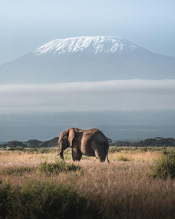 Animals, Savanna, Mountain, Wildlife, Animal, Elephant HD phone wallpaper