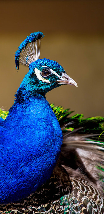 Colorful bird, Plumage , Samsung Galaxy S8 HD phone wallpaper