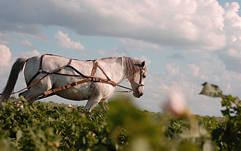Animals, Horses HD wallpaper