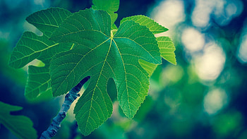 Leaves, Macro, Light, Bright, Form, Light Coloured HD wallpaper