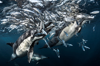 Dolphins hunting, Sharks, Climate change, South Africa, Sardines, Sea lions, Overfishing, Dolphins, Food, Penguins, June 27 2016 HD wallpaper