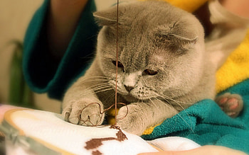 Animals, Cat, Muzzle, Grey, Fat, Fatty, To Sew, Sew HD wallpaper