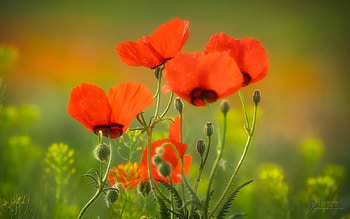 Poppies, meadow, flowers, red HD wallpaper