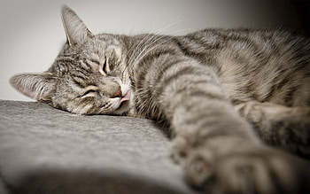 Animals, Cat, Lies, Language, Tongue, Paw HD wallpaper
