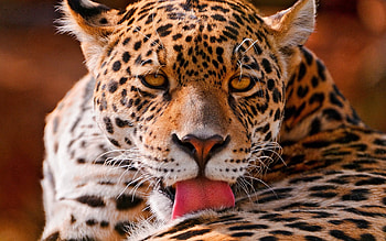 Animals, Leopard, Muzzle, Close-Up, Big Cat HD wallpaper