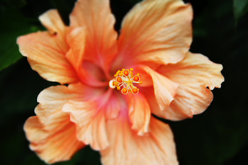 wake floral, beautiful, nature, hibiscus, flower HD wallpaper