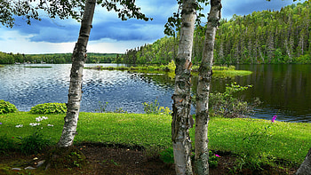 Summer pond, Forest, Shore, Grass, Greens HD wallpaper