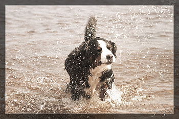 Dog Splash, dog, puppy, graphy, animals, dogs, puppies HD wallpaper