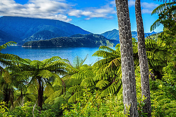 Elaine bay, island, palms, plants, Australia, Elaine, exotic, bay, paradise, beautiful, mountain, lake, New Zealand, view, sky HD wallpaper