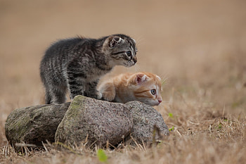 ღ❤ღ, animal, cute, cat, beautiful HD wallpaper