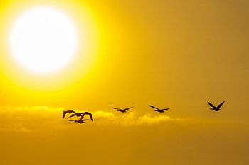 Good Bye!, last, white, bird, yellow, autumn, sun, silhouette HD wallpaper
