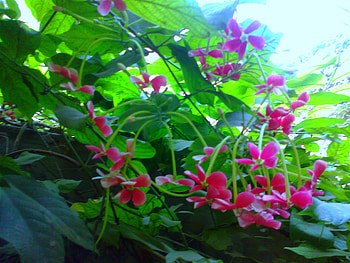 Pink flowers, pink, nature, flowers HD wallpaper