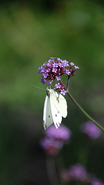 White Butterfly, Adorable HD phone wallpaper