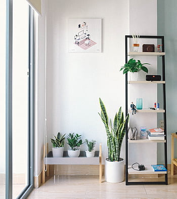 Bright, modern interior with minimal decor, featuring lush houseplants, shelving, and natural light. HD phone wallpaper