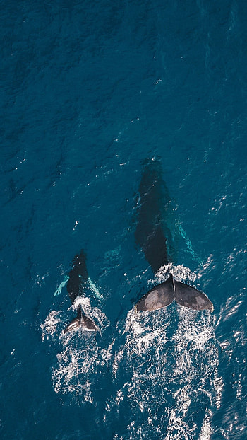 Hand in hand, Ocean beauty, Nature graphy, Preppy HD phone wallpaper