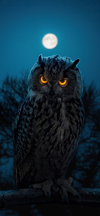 Glowing owl eyes, compatible, , Stunning ry HD phone wallpaper