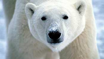 Bear , , Crystal clear, High quality HD wallpaper