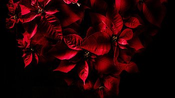 AMOLED Red Leaves HD wallpaper
