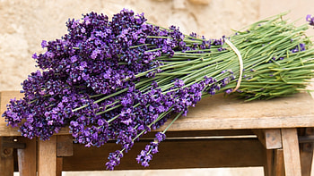 Plants, Flowers HD wallpaper