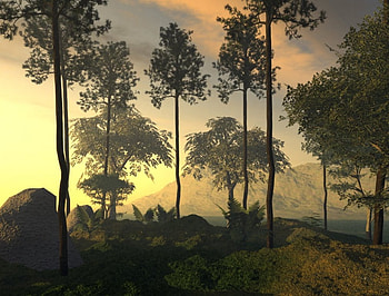 Forest, forests, nature HD wallpaper