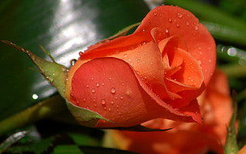 Apricot rose, rose, valentimes, love, flower HD wallpaper