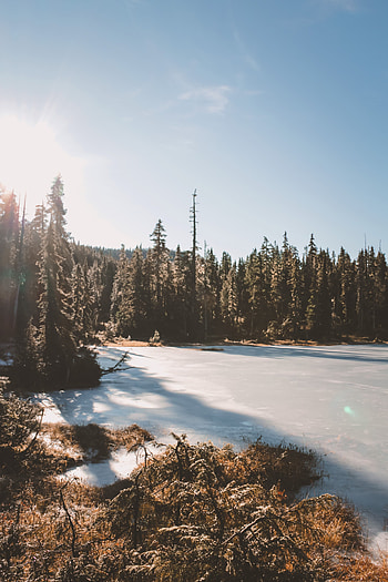 Nature, Trees, Sky, Lake, Sunlight HD phone wallpaper