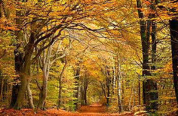 Autumn Trees, trees, autumn, beautiful HD wallpaper