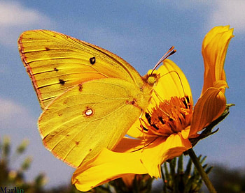 Orange sulphur, match, yellow butterfly, yellow, flower, sulphur HD wallpaper