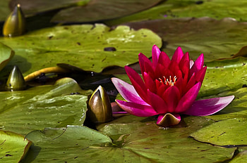 Flowers, Water, Leaves, Close-Up, Buds, Water Lily HD wallpaper
