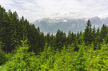 Landscape, Nature, Trees, Mountains, Pine, Forest HD wallpaper