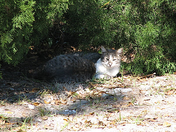 one cool cat, shade, green, trees, nature, wilderness, ground HD wallpaper