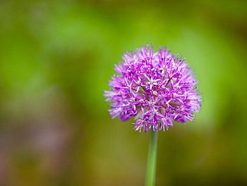 Purple Flower, purple, cool, , flower HD wallpaper
