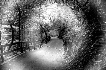 Portal, foto, forests, nature, giomike HD wallpaper