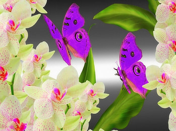 Yearn for the orchids, orchid, delicate, butterfly, flower HD wallpaper