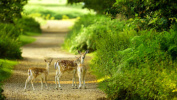 Beautiful baby deer . HD wallpaper