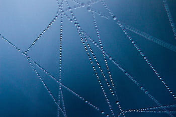 Close-up of water droplets on a web against a dark background, showcasing nature's symmetry. HD wallpaper