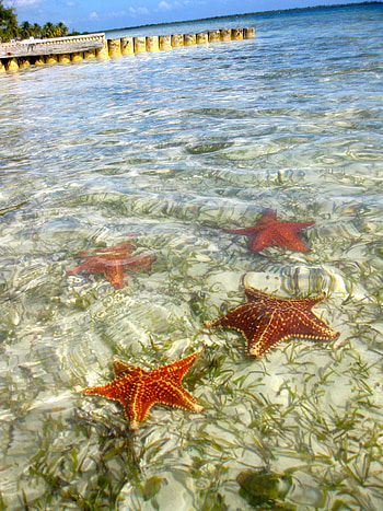 Cayman Islands, Travels, Starfish Point, Grand Cayman HD phone wallpaper