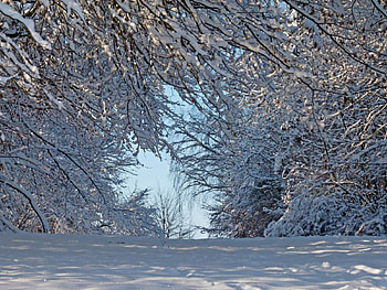 winter, snow, tree, ice HD wallpaper