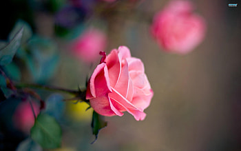 ಌ.Tender Pink Roses.ಌ, gentle, cute, fragrance, charm, petals, feel, sweet, soft, beautiful, pink, leaves, sentiment, love, tender pink roses, nature, scent, flowers, tender touch, lovely HD wallpaper