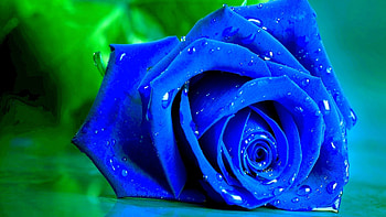 Droplets on Blue Rose, blue, rose, petals, drops, nature, flowers, macro HD wallpaper