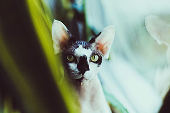 Animals, Sphinx, Cat, Spotted, Spotty, Pet HD wallpaper