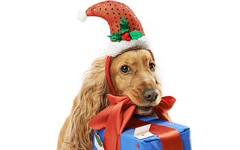 Santa's helper, dog, animal, craciun, cocker spaniel, gift, elf, christmas, funny, santa, caine HD wallpaper